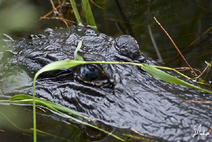 A trip to Jonathon Dickenson State Park near W. Palm Beac... by Steven Anderson 